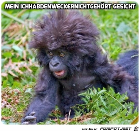 Wecker Wecker