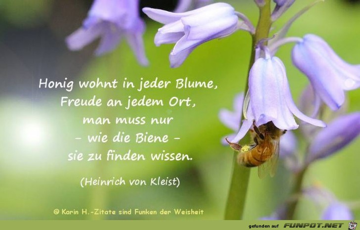 Honig Honig