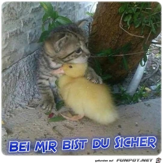 Bei mir bist du Sicher Bei mir bist du Sicher