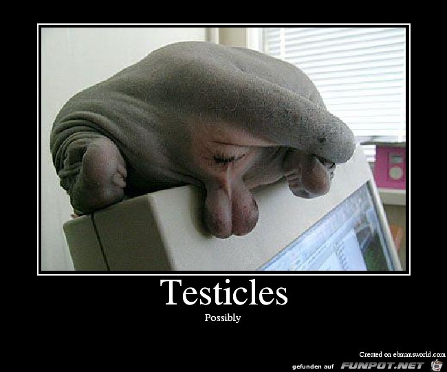 Testicles