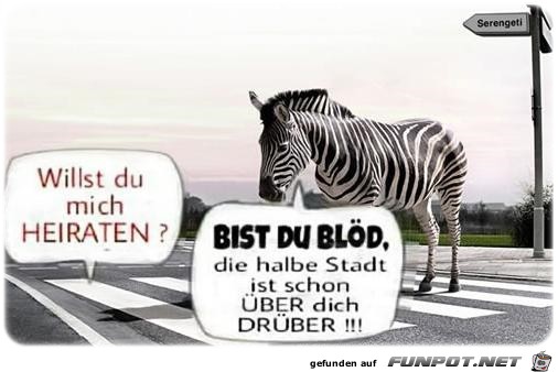 Zebrastreifen Zebrastreifen