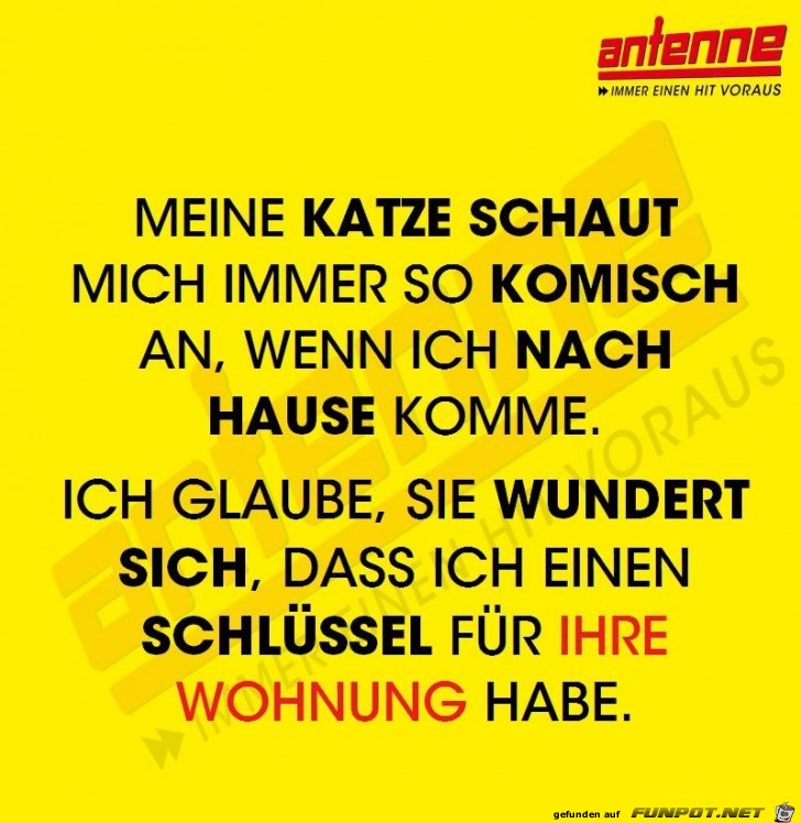 Katze schaut immer so komisch Katze schaut immer so komisch