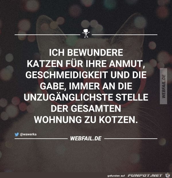 Katzen Katzen
