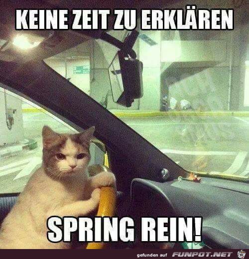 Spring rein Spring rein