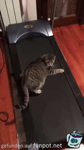 Katzen Sport Katzen Sport