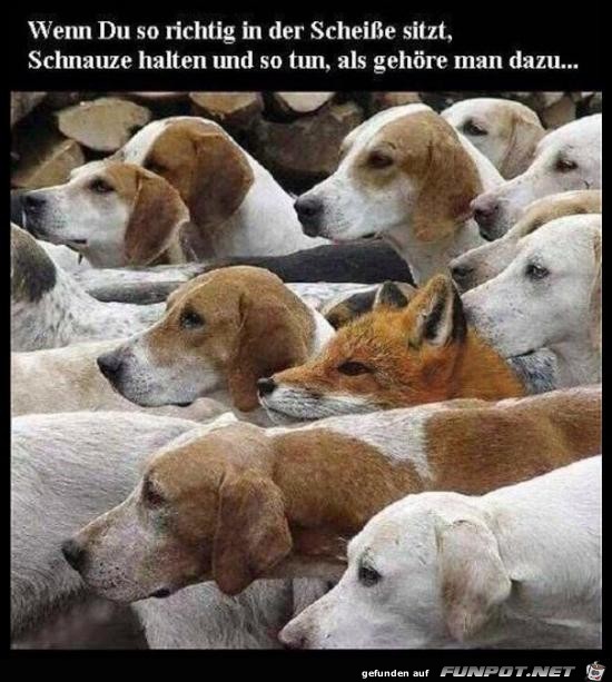 Einfach die Schnauze halten