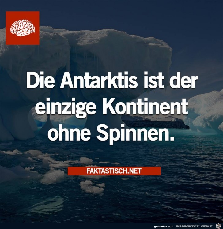 Spinnenfreie Zone entdeckt Spinnenfreie Zone entdeckt