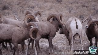 Nette Schafe kaempfen fair