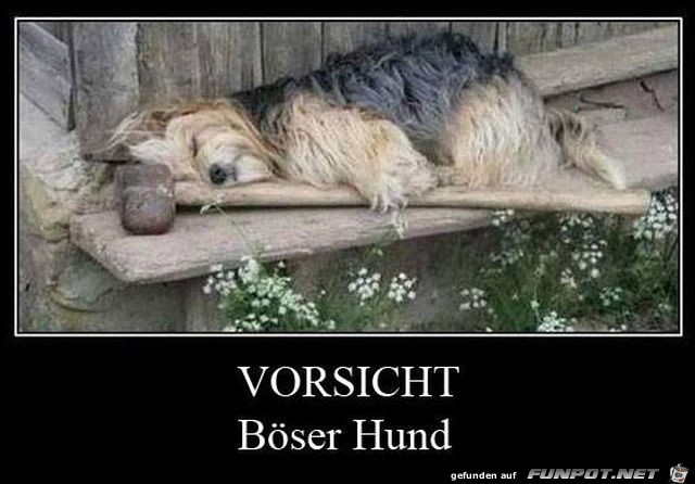 Böser Hund Böser Hund