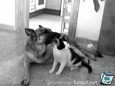 Katzenwäsche Katzenwäsche