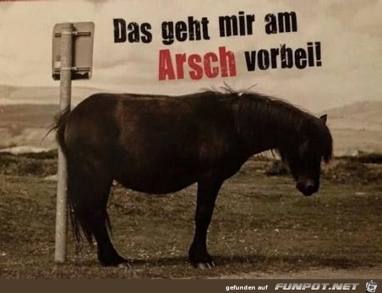 Egal Egal