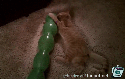 Katze und Luftballon Katze und Luftballon