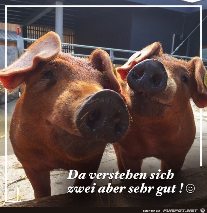 Verstehen sich gut Verstehen sich gut