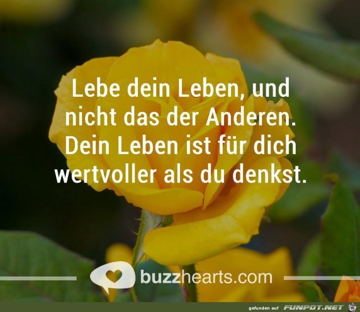 Lebe dein Leben Lebe dein Leben
