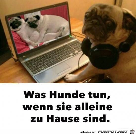 Was Hunde tun