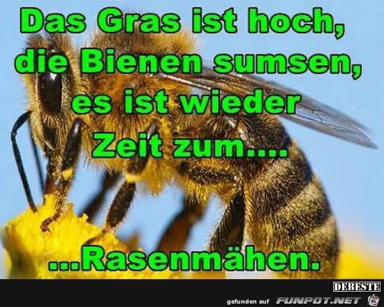 Das Gras ist hoch....