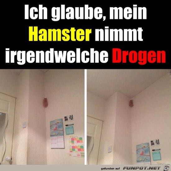 Wilder Hamster Wilder Hamster