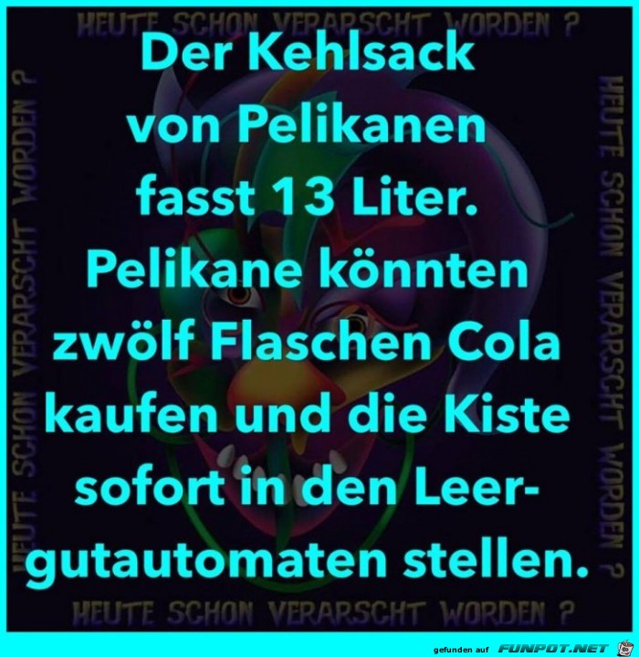 Pelikane Pelikane