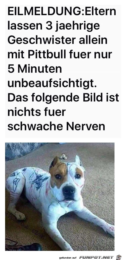 Gefhrlicher Pittbull