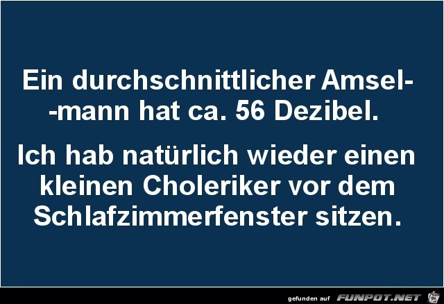 Laute Amsel Laute Amsel