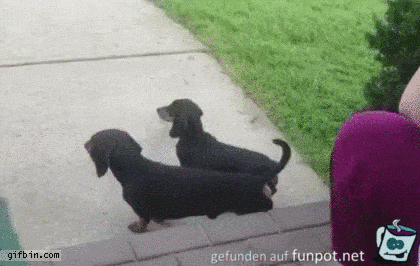 Diese Dackel haben Spaß Diese Dackel haben Spaß