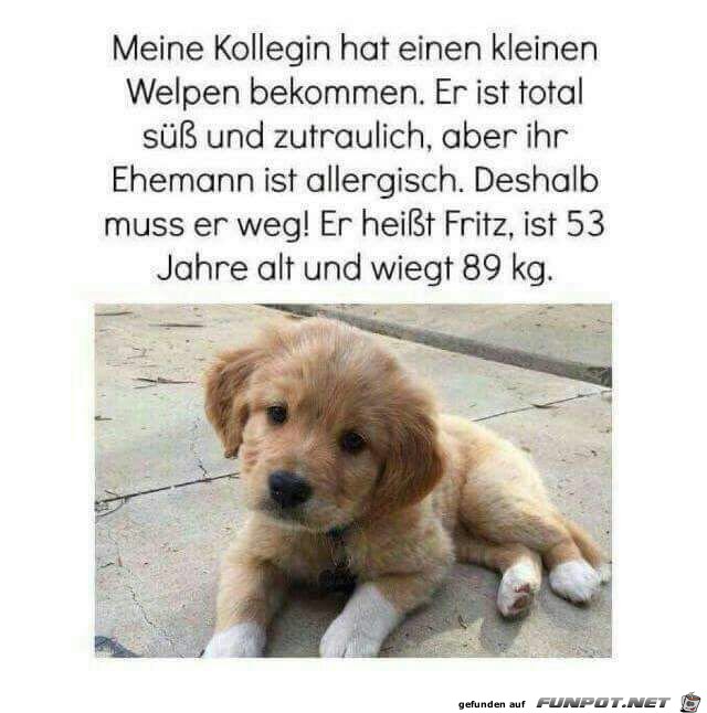 Kleiner Welpe Kleiner Welpe