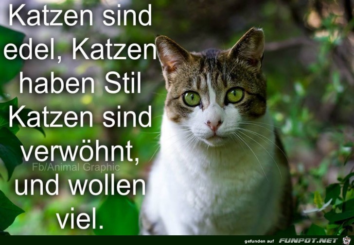 Katzen sind edel