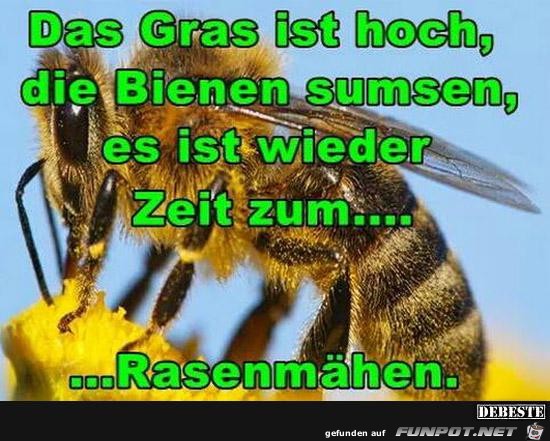 das Gras ist hoch....... das Gras ist hoch.......