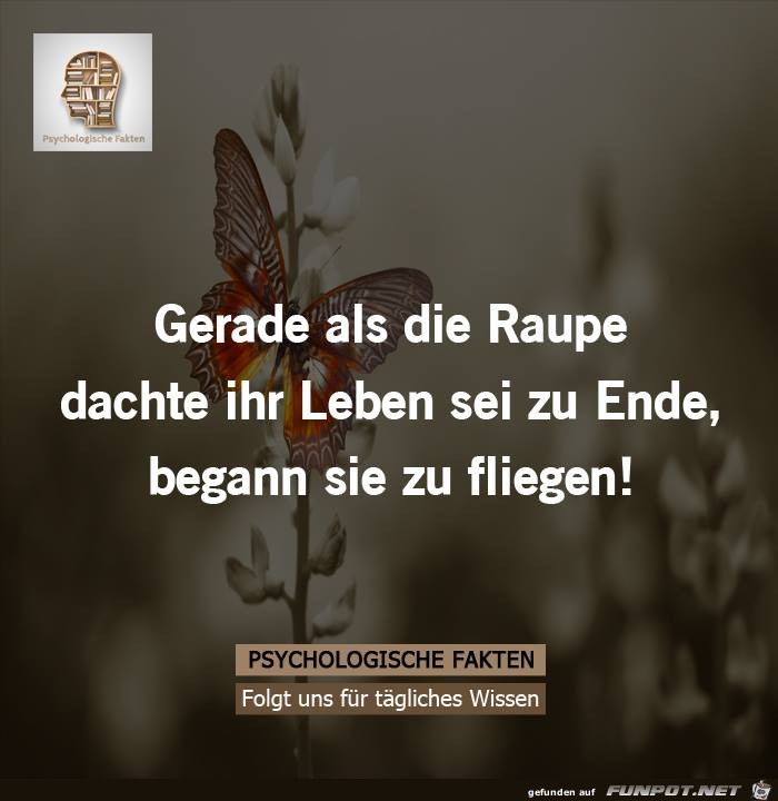 Die Raupe