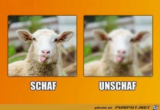 Schaf Schaf