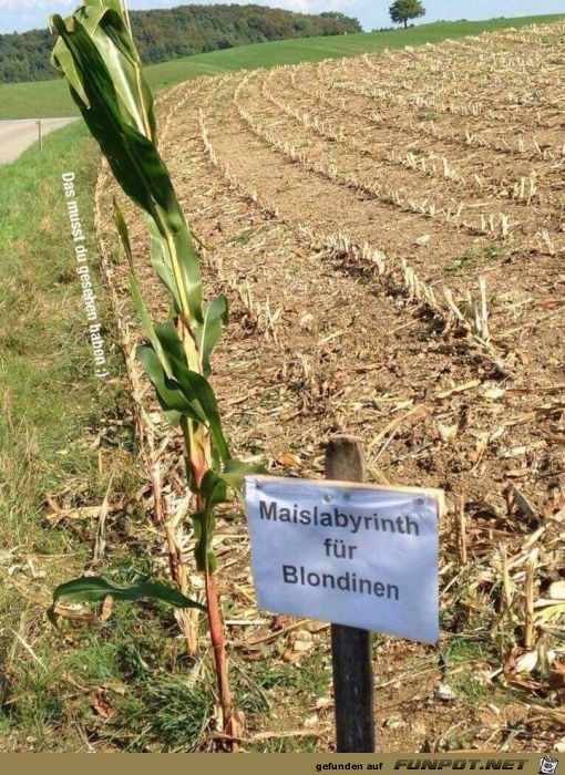 Maislabyrinth fr Blondinen