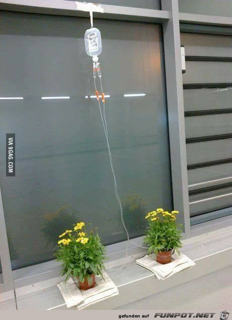 Wenn man niemand hat zum Blumengiessen im Urlaub Wenn man niemand hat zum Blumengiessen im Urlaub
