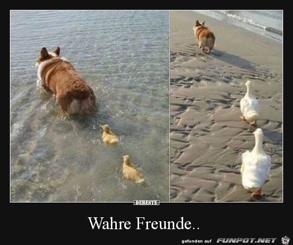 Freunde frs Leben