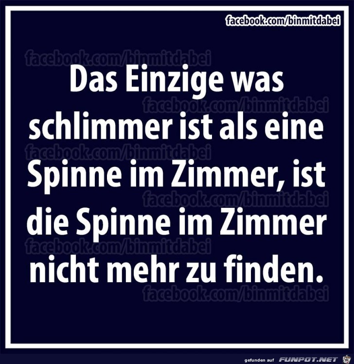 Spinne Spinne