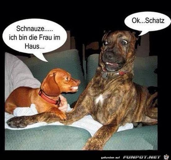 Schnauze Schnauze