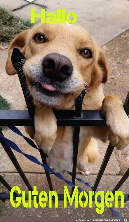 Hallo...... Hallo......