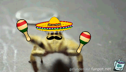 Mexico-Spinne