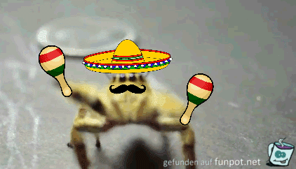 Mexico-Spinne Mexico-Spinne