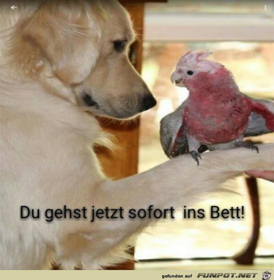 Du gehst jetzt ins Bett