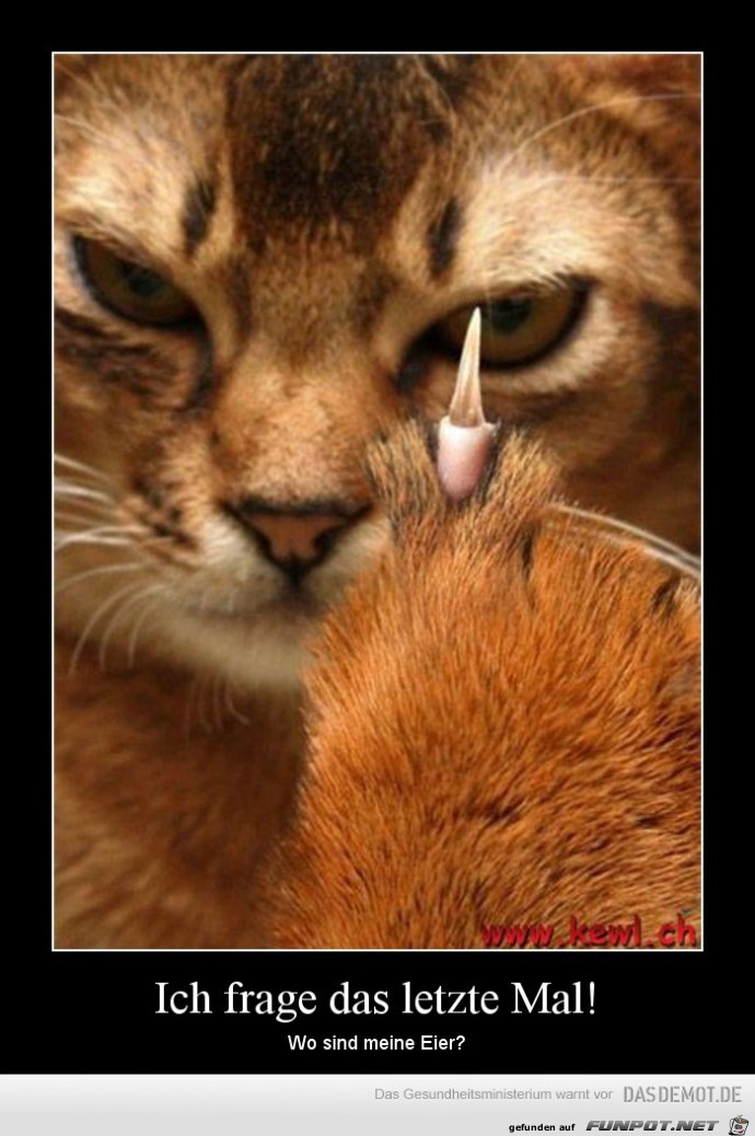 Katze... Katze...