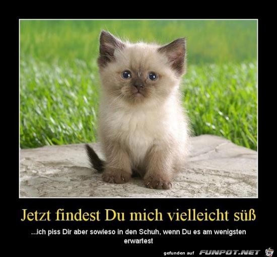 Ich bin süß Ich bin süß