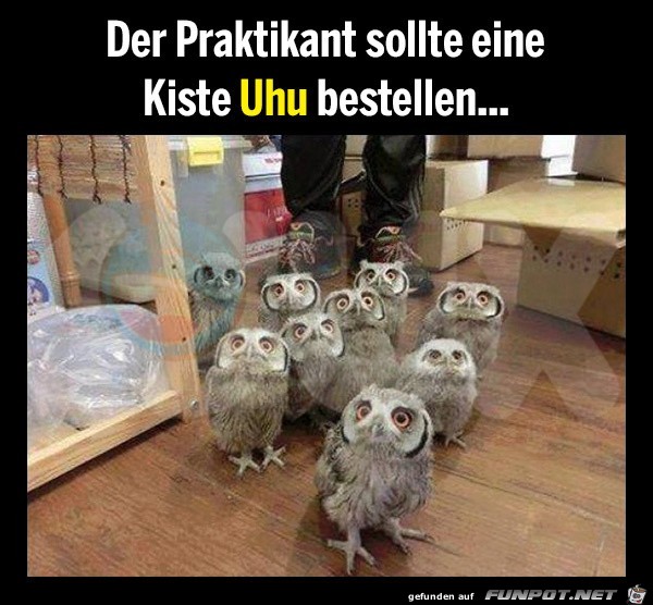 Uhu bestellen Uhu bestellen
