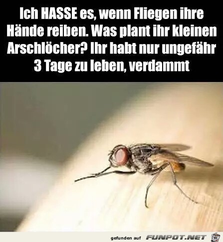 Verdammt Verdammt