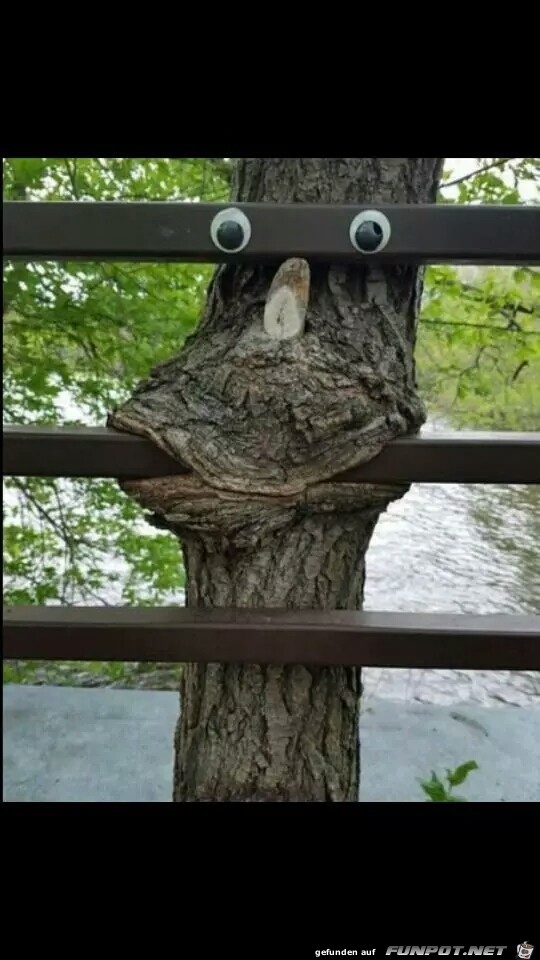 Der besondere Baum Der besondere Baum