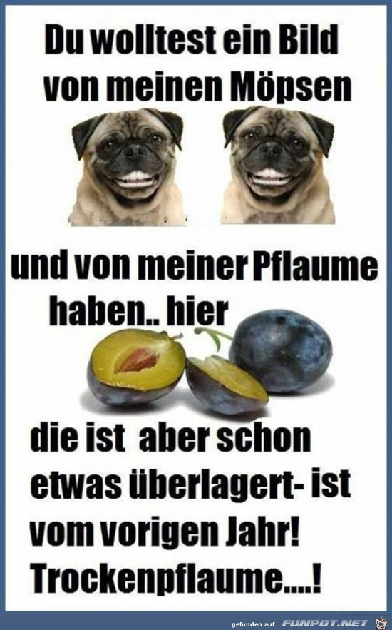 ein Bild von meinen Möpsen......... ein Bild von meinen Möpsen.........