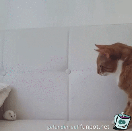 ängstliche Katze ängstliche Katze