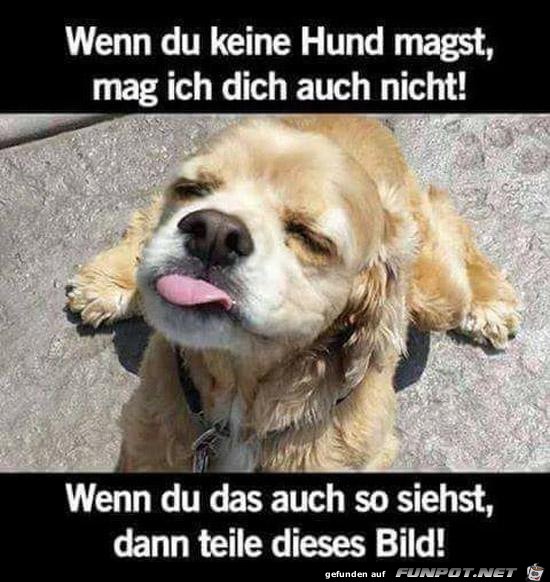 wenn du keine Hunde magst........