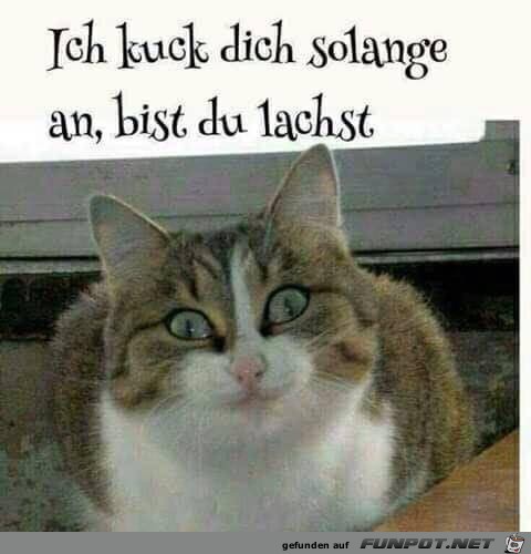 Ich guck dich so lange an Ich guck dich so lange an
