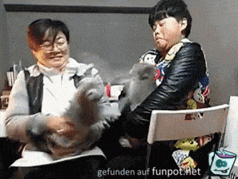 Katzenkampf Katzenkampf