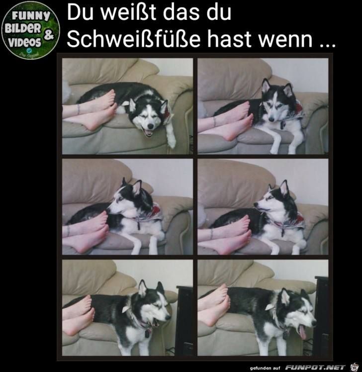 Feine Hundenase Feine Hundenase